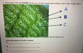 elodea plant cells with water elodea
