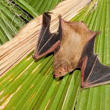 Bats In Homes Buildings Bat