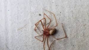 Southern house spider vs brown recluse. Venomous Brown Recluse Spider Found In 10 Michigan Counties What To Know