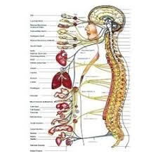 Human Nervous System Chart Bio Visual Chart Tarnaka