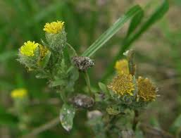 Pulicaria vulgaris Gaertn.