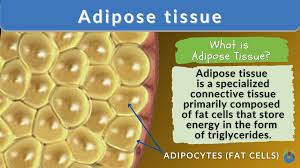 adipose tissue definition and