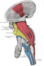 Brainstem nuclei serve a similar purpose, as they are the central networks through which nerve cells and nerves originate and perform their the brainstem is the most primitive portion of the brain. Brain Stem Anatomy