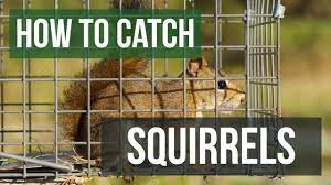 How to Catch a Squirrel with a Live Animal Trap - YouTube
