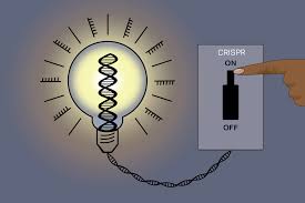 an on off switch for gene editing mit