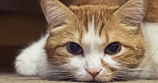 Early symptoms may include heartburn, upper. Lymphoma In Cats Everything You Need To Know Care Com