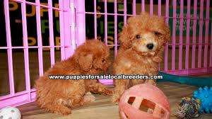 local breeders red toy poodle puppies