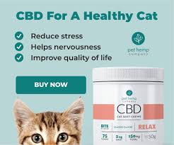home remes for cat scabs pet hemp