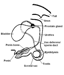 14 female reproductive system outcome for good information and diagrams about human reproduction.once an organ or structure has been identified be sure to compare it. Reproductive System Test Yourself Answers Wikieducator