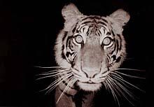 Sumatran Tiger Wikipedia
