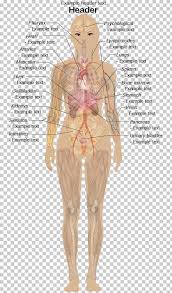 Wonderful Internal Organs Of The Human Body Anatomical Chart
