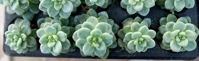our succulent story homegrown with