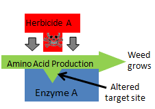 Mechanisms Of Herbicide Resistance Pesticide Environmental