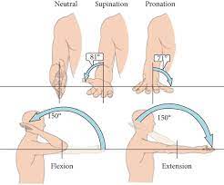 motion for the elbow joint