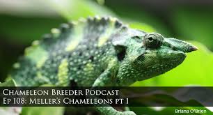 ep 108 meller s chameleons part 1