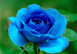 Apa maksud dari tiap warna bunga yang diberikan? Arti Warna Bunga Mawar Biru Rose