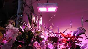 Niello 600w Cree Cob Led Plant Grow Light Review