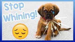 This site might help you. How To Stop Your Dog From Whining Tips For How To Get Your Dog To Stop Crying And Whining Youtube