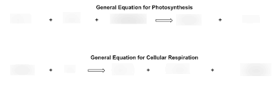 Photosynthesis And Cellular Respiration