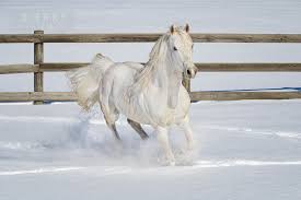 white horse running through deep snow