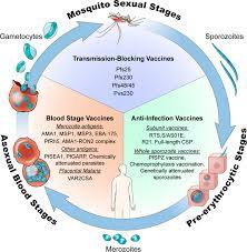 The parasite is spread to humans through the bites of each year nearly 290 million people are infected with malaria, and more than 400,000 people die of. Malaria Vaccines Since 2000 Progress Priorities Products Npj Vaccines