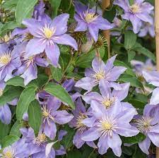 Herbaceous clematis & cut flower clematis: Clematis Justa Viticella Group