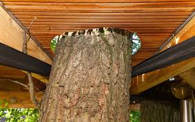 The tree's wood cells then form a spiral pattern that allows sap and. Spiral Staircase Provides Passage To Halle Treehouse By Baumraum Homecrux