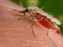 Malaria is a serious and sometimes fatal tropical disease. Anti Malarial Mosquitoes Created Using Controversial Genetic Technology Genetics The Guardian