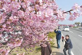 河津桜に春感じ 湊川沿い桃色に 東かがわ | ニュース | COOL KAGAWA | 四国新聞社が提供する香川の観光情報サイト