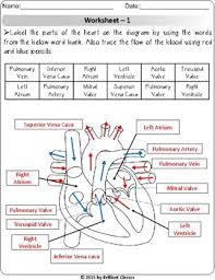 Human Heart Labeling Diagram Blood Path Trace By Arrow Flow Chart Match