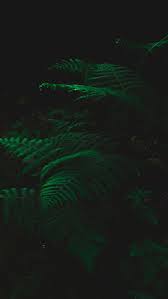 fern dark green plant leaves hd