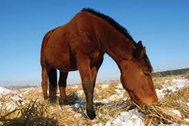 nutrition and immunity in the equine
