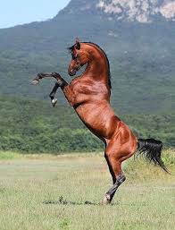 We did not find results for: Arabian Horse Photographer Viktoria Makarova Russia Animals Animals Beautiful Horses
