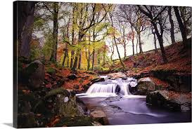 Cloghleagh Woods Ireland Wall Art