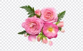rose flowers png free