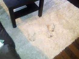 23 dogs who are winning at hide seek