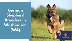 My husband has had german shepherds in the past but all he remembers is getting them from a. 27 German Shepherd Breeders In Washington Wa German Shepherd Puppies For Sale Animalfate