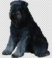Miniature Schnauzer Standard Schnauzer Black Russian Terrier