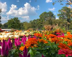 Fall Gardening Tips For Arkansas