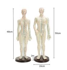 Human Body Acupuncture Medical Model Male Female Meridians Model Chart Book Base 48 50cm