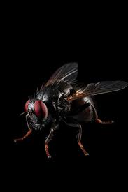 fly with a red eye and a black background