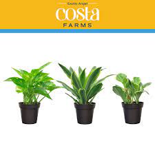 costa farms exotic angel plants live