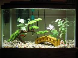 betta fish tank setup simple guide