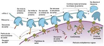 el retículo endoplasmático