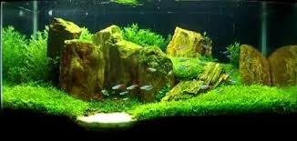 live aquarium plants at best in