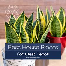 house plants for west texas climate
