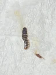 could worms in toilet paper be carpet