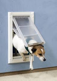 wall mount single flap pet door dog