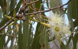 Image result for when did eucalyptus trees come to california