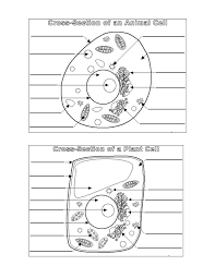 animal and plant cell diagrams printable diagram 